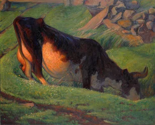 Vaca de pastagem